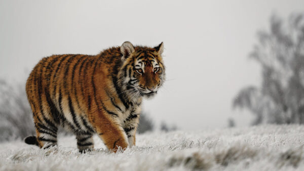 Wallpaper Frozen, Background, Sky, Tiger, Standing, Grass, Field, White