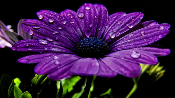 Wallpaper Chrysanthemum, Purple, Water, Black, Flower, Drops, Background