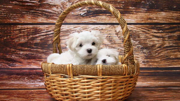 Wallpaper Sitting, White, Basket, Two, Inside, Bamboo, Dog, Puppies, Cute, Are