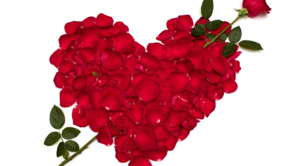 Wallpaper Red, Petals, Love, Background, White, Flower, Heart, Shape, Rose, Dark