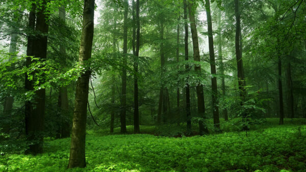 Wallpaper Trees, Plants, Bushes, With, Nature, Green, Fog, Forest