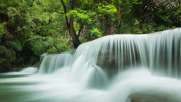 Wallpaper Trees, Rocks, Jungle, Background, Forest, Green, Waterfalls