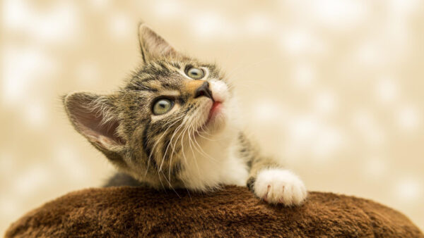 Wallpaper Looking, Background, White, Black, Kitten, Brown, Blur, Cat