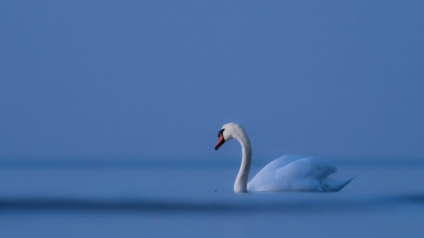 Wallpaper Mobile, Bird, Blue, Mute, Sky, Background, Water, Desktop, White, Swan