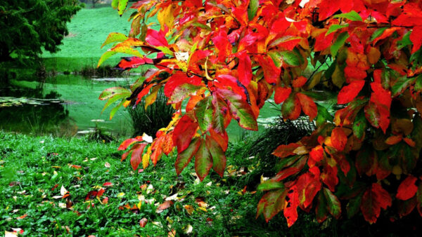 Wallpaper Plants, View, Lake, Desktop, Green, Red, Grass, Field, Leaves, Reflection, Closeup, Autumn