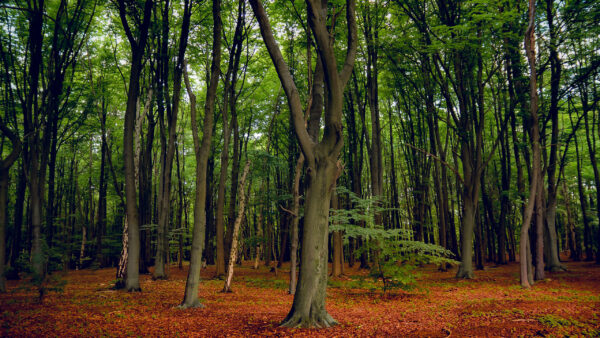 Wallpaper Daytime, Green, Branches, Forest, Nature, During, Trees, Leaves