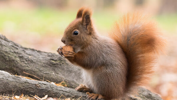 Wallpaper Eating, Blur, Brown, Background, Nuts, Standing, Fur, Light, White, Squirrel