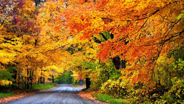 Wallpaper Background, Autumn, Red, Orange, Yellow, Fall, Between, Forest, Road, Trees, Green