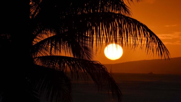 Wallpaper View, Sky, Background, Moon, Nature, Palm, Closeup, Branches, Trees