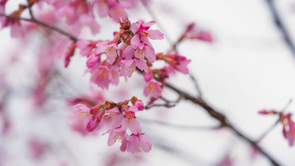 Wallpaper Pink, Sakura, Desktop, Tree, Blur, Buds, Background, Branch, Mobile, Flowers