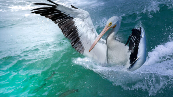 Wallpaper Black, Pelican, White, Water, Bird, Open, With, Wings, Birds