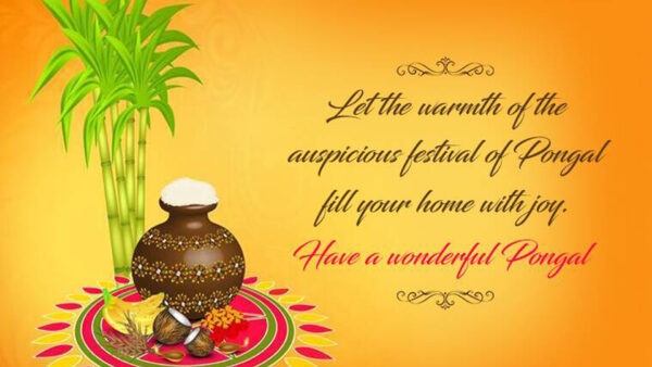 Wallpaper Auspicious, Joy, Have, Pongal, Warmth, Festival, With, Let, Fill, Wonderful, The, Your, Home