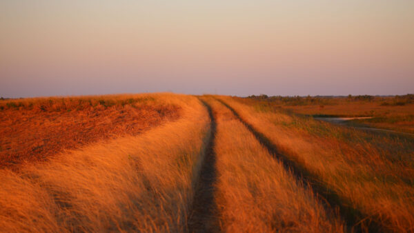 Wallpaper Grass, Silhouette, Sunset, Field, Pond, Nature, During, Bushes, Path, Background, Trees