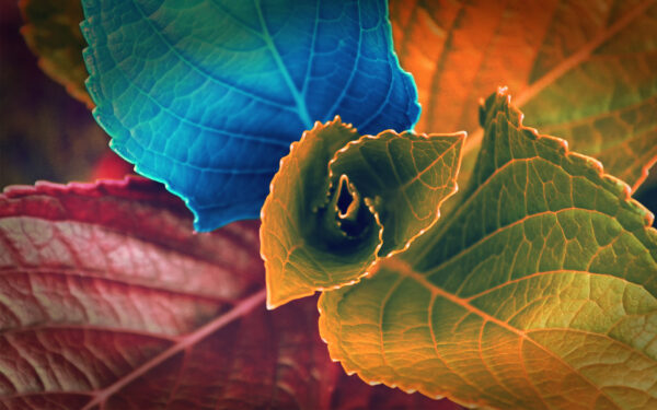 Wallpaper Leaves, Colorful, Plant, Colors, Autumn