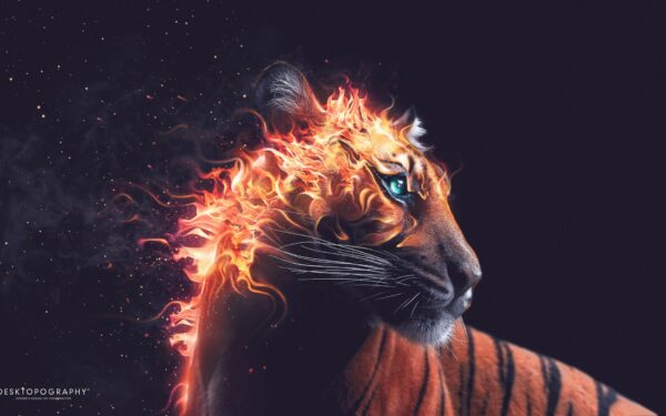 Wallpaper Tiger, Fire