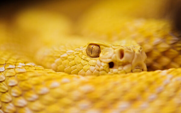 Wallpaper Albino, Rattlesnake