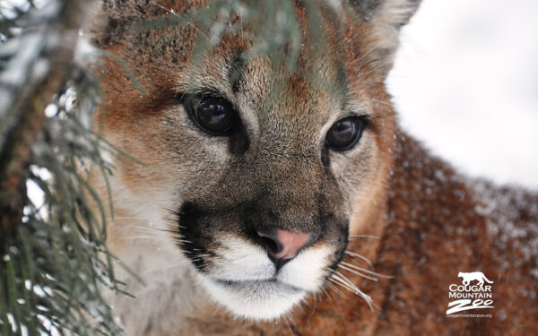 Wallpaper Cougar