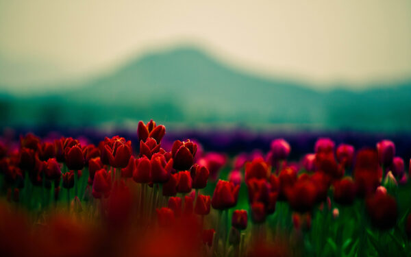 Wallpaper Buds, Flowers