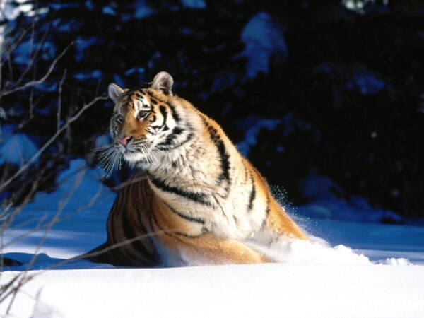 Wallpaper Tiger, Siberian, Wintery, Scuddle,