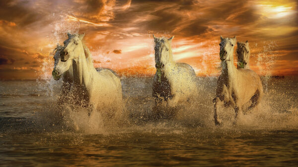 Wallpaper Horses, Running, White