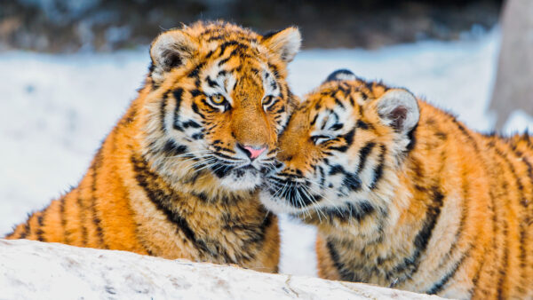 Wallpaper Tigers, Pair