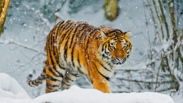 Wallpaper Snowfall, Winter, Bengal, Tiger