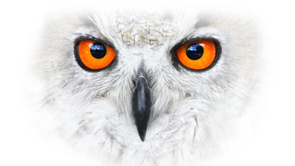 Wallpaper Desktop, Owl, Animal, 4k, Free, Pc, Wallpaper, Snowy, Download, Cool, Images, Animals, Background