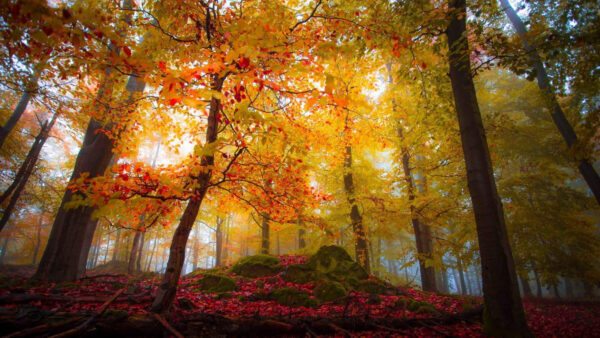 Wallpaper Maple, Trees, Mobile, Desktop, Landscape, Colorful, Nature, Forest