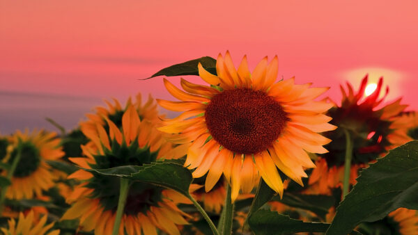 Wallpaper Flowers, Desktop, Red, Background, Sky, Sunset, Sunflowers