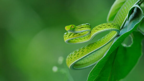 Wallpaper Green, Blur, Photo, Leaves, Snake, Animals, Closeup, Desktop, Background, Big