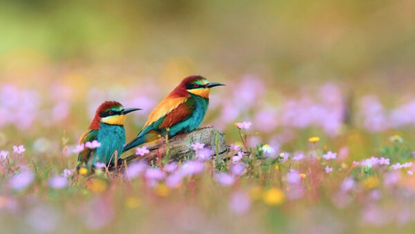 Wallpaper Birds, Are, Trunk, Blur, Animals, With, Two, Nose, Sitting, Sharp, Flowers, Background, Red, Yellow, Desktop, Tree, Green