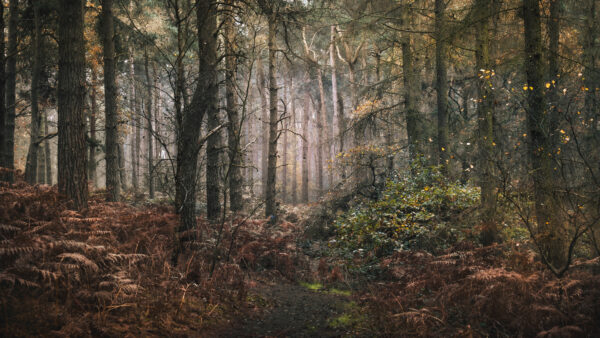 Wallpaper Trees, Forest, Mobile, Fall, During, With, Desktop, Nature