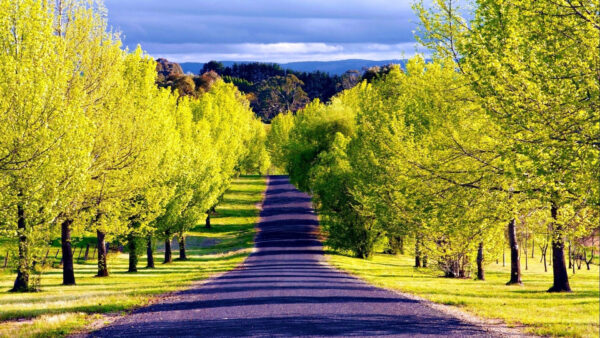 Wallpaper Trees, Road, Nature, Mountains, With, View, Green, Slope, Landscape, Between