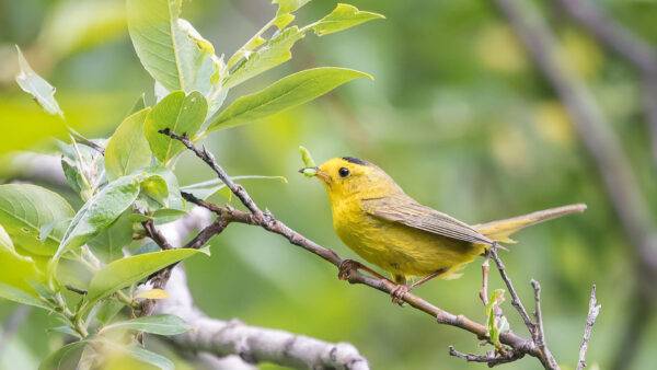 Wallpaper Tree, Standing, Warbler, Leaves, Yellow, Stick, Mouth, With, Bird, Birds