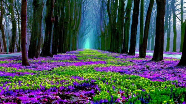 Wallpaper Trees, Flowers, Purple, Spring, Yellow, Field, Green