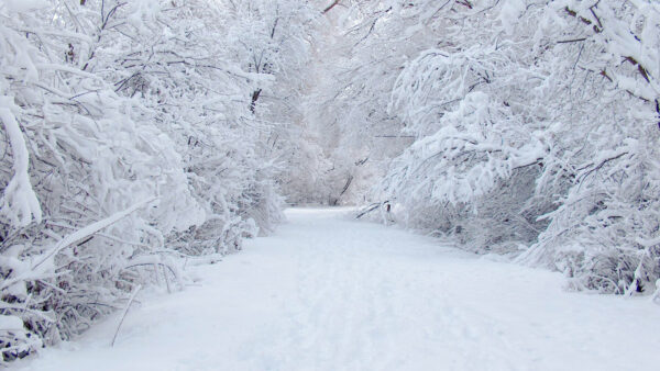 Wallpaper Nature, Snow, Covered, And, Pathway, Trees, Desktop