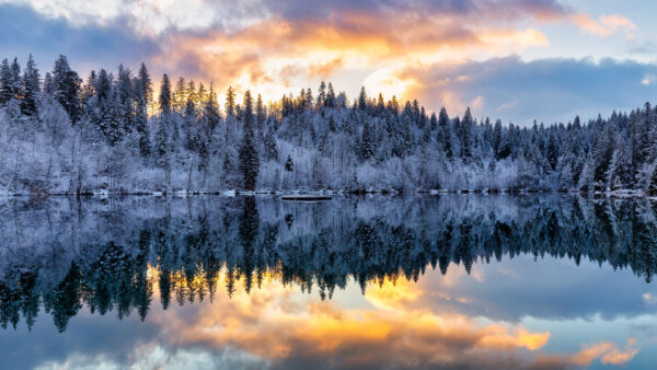 Wallpaper Yellow, Nature, Under, Reflection, Snow, Covered, Lake, Cloudy, With, Sky, Trees, Black