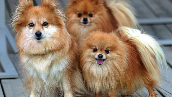 Wallpaper Dogs, Background, Pomeranian, Blur, Puppy