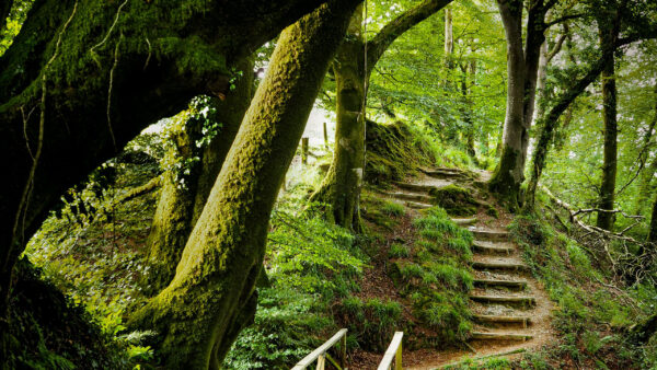 Wallpaper Plants, Green, Forest, Background, Trees, Bushes, Nature, Steps