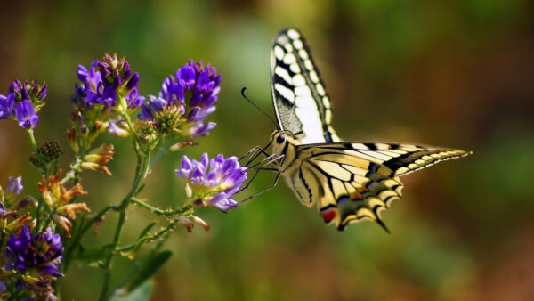 Wallpaper Purple, Design, Black, Butterfly, Background, Blur, Yellow, Light, Flower