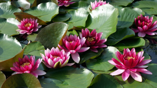 Wallpaper Flower, Pink, Leaves, Lily, Water, Flowers, Green