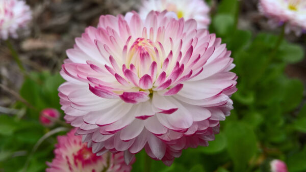 Wallpaper Flowers, Flower, Leaves, Blur, Background, Dahlia, Pink, Green