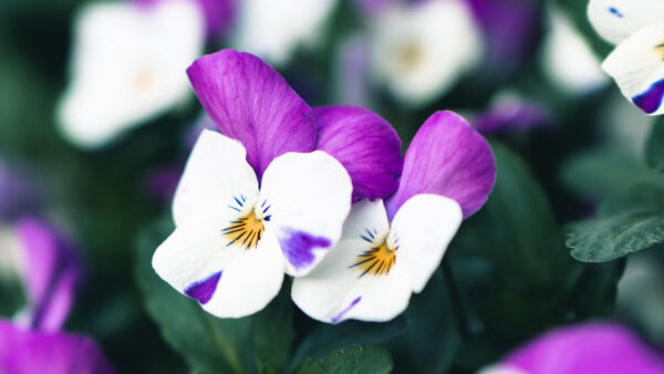 Wallpaper Background, Blur, Flowers, White, Violet