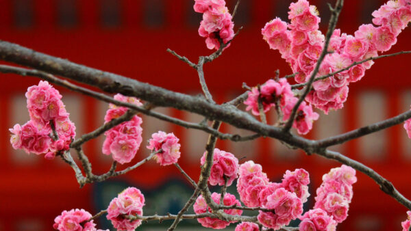 Wallpaper Sakura, Bloom, Flowers