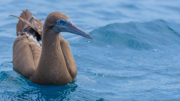 Wallpaper Water, Booby, Brown