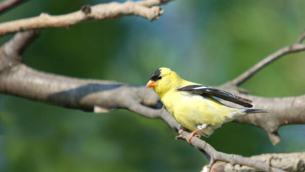 Wallpaper Birds, Background, Blur, Yellow, Green, Black, Bird, Tree, Branch