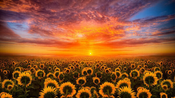 Wallpaper Sky, Beautiful, Sunset, Sunflower, Sunflowers, Yellow, Blue, Under, Black, During, Clouds, Field