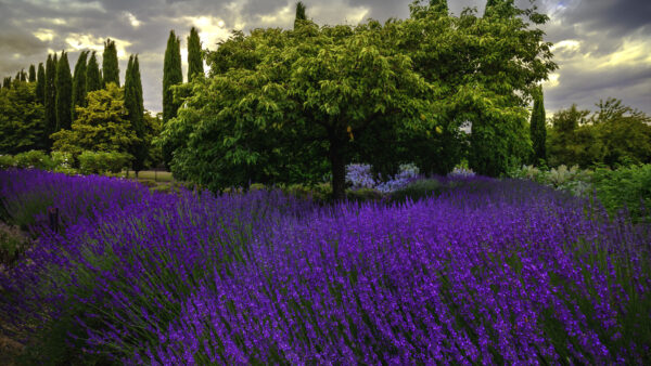 Wallpaper White, Bushes, Mobile, Purple, Sky, Flowers, Background, Trees, Green, Blue, Clouds, Lavender, Desktop