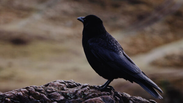 Wallpaper Bird, Raven, Standing, Black, Rock