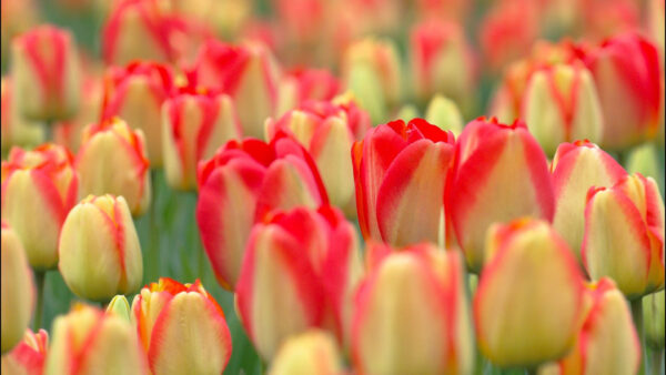 Wallpaper Blur, Background, Field, Flowers, Red, Yellow, Tulips